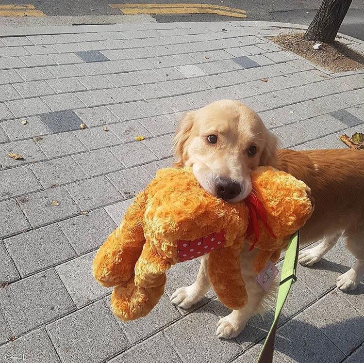 노트펫