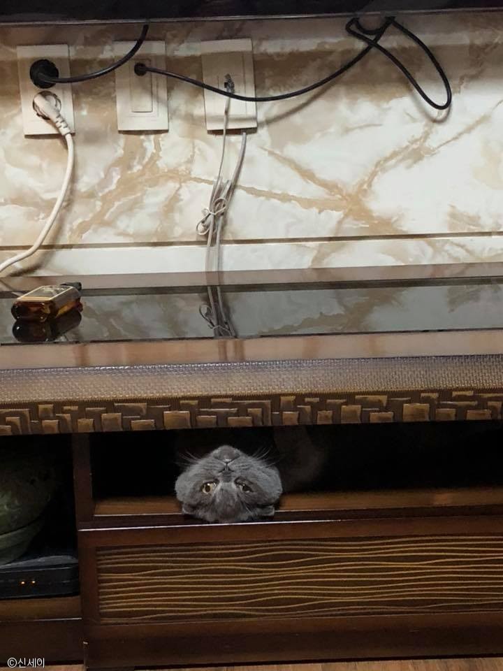 노트펫