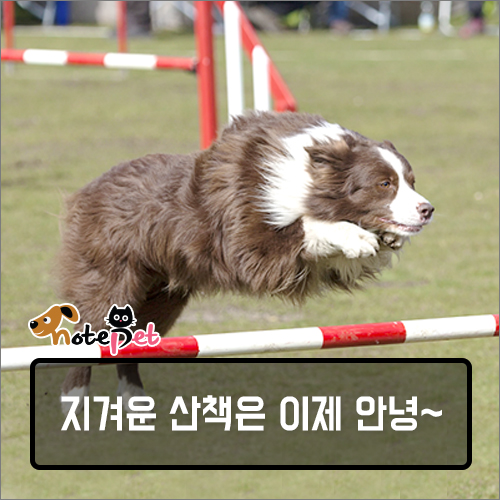노트펫