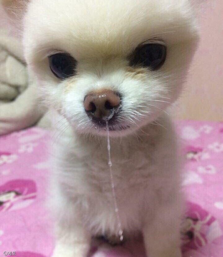 노트펫