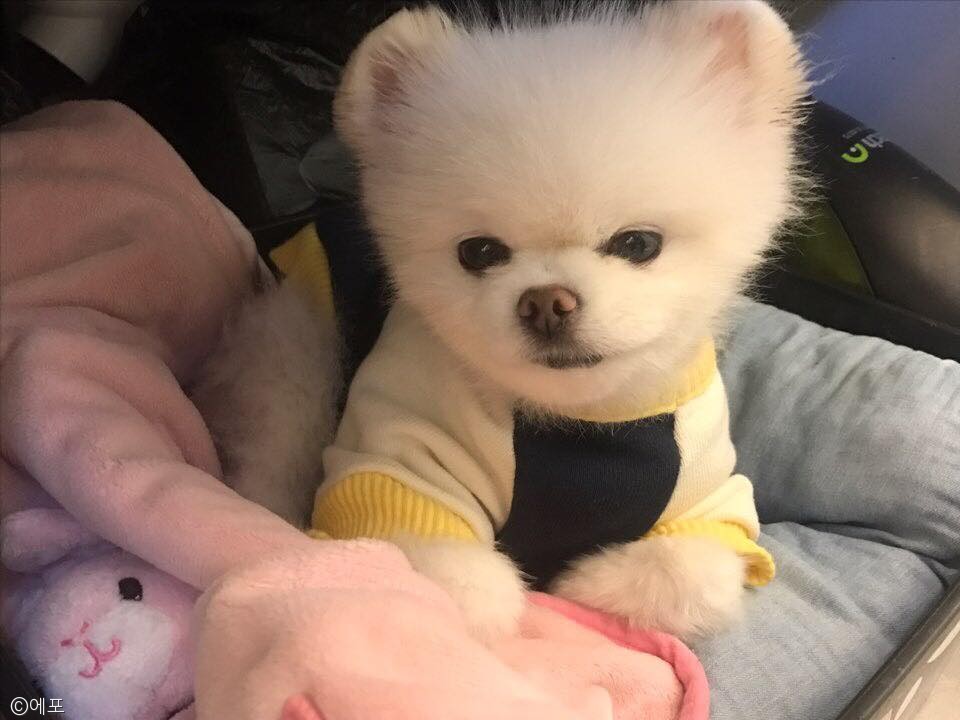 노트펫
