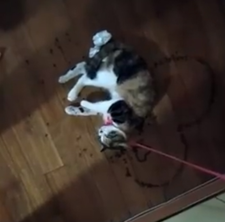 노트펫