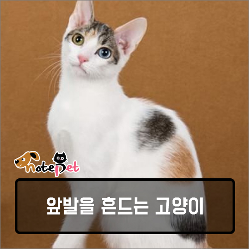 노트펫