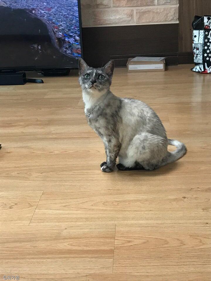 노트펫