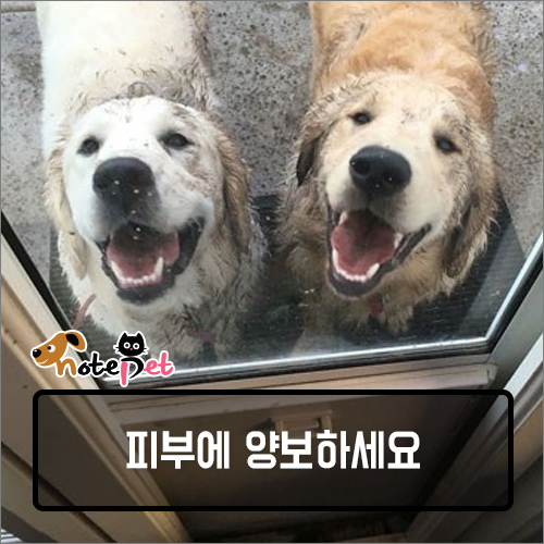노트펫