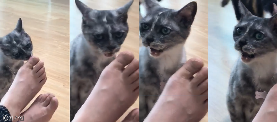 노트펫