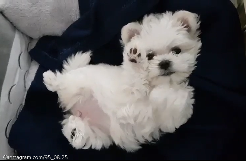노트펫