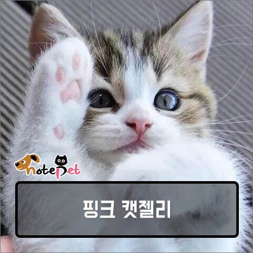 노트펫