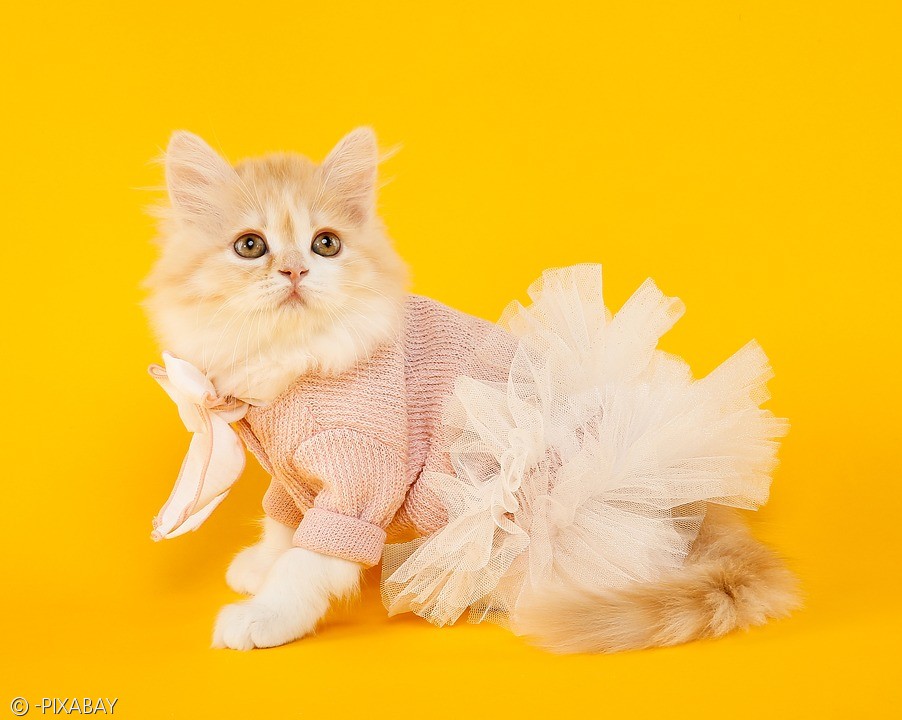 노트펫