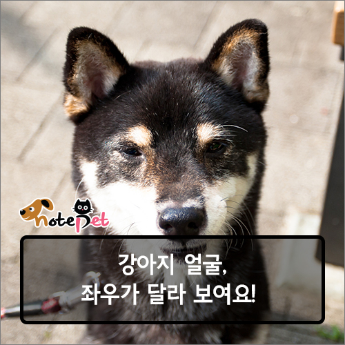 노트펫