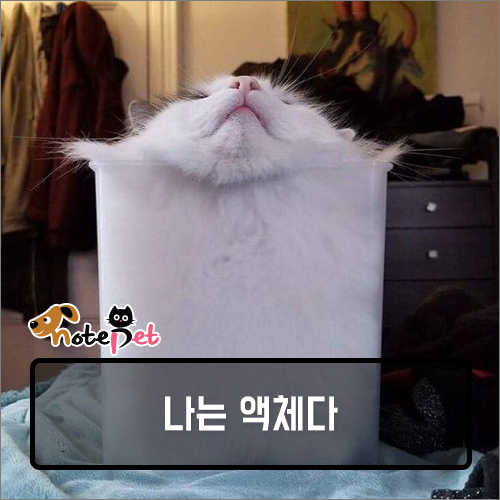 노트펫
