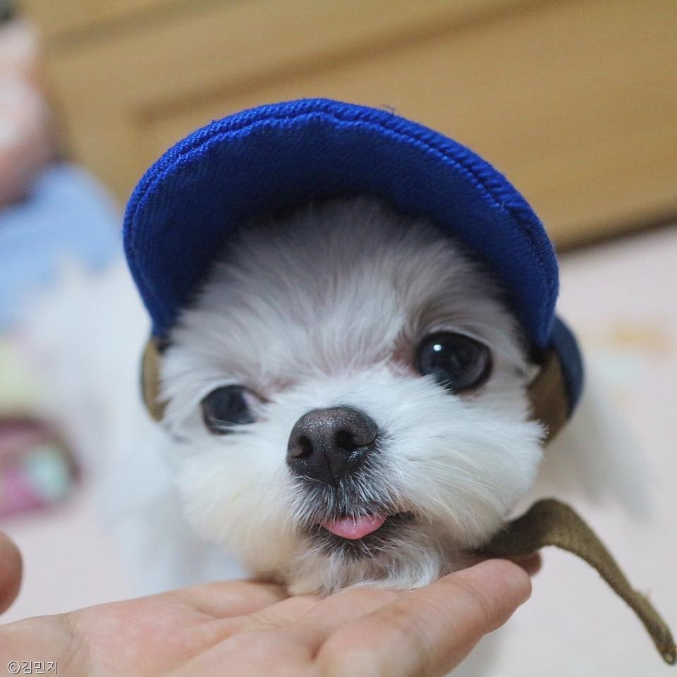 노트펫