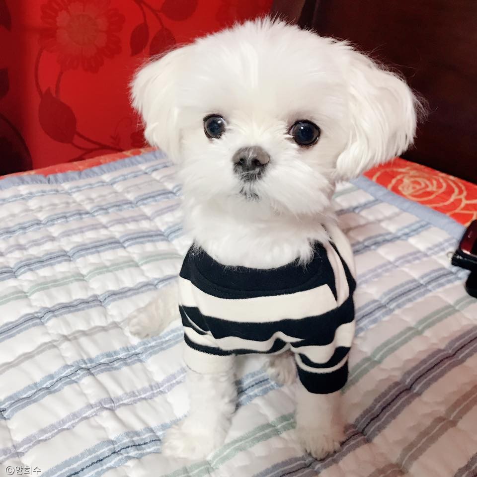 노트펫