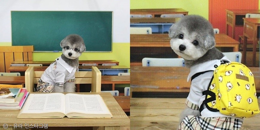 노트펫