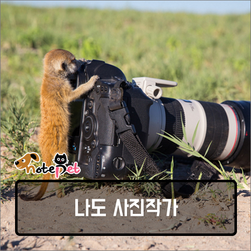 노트펫