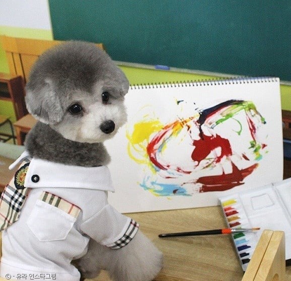 노트펫