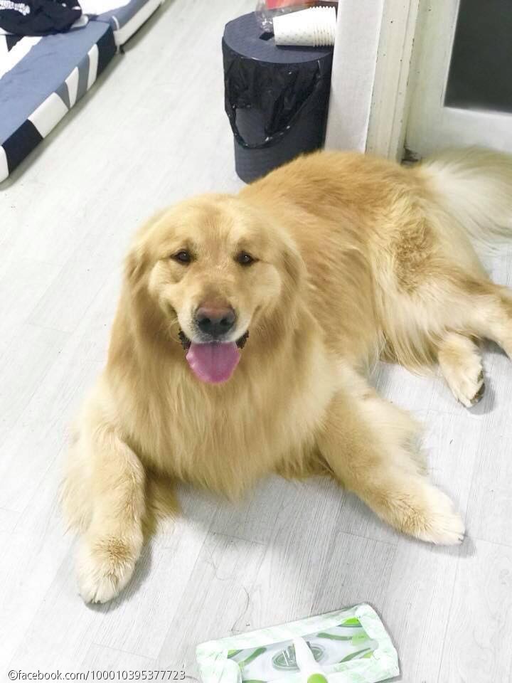 노트펫