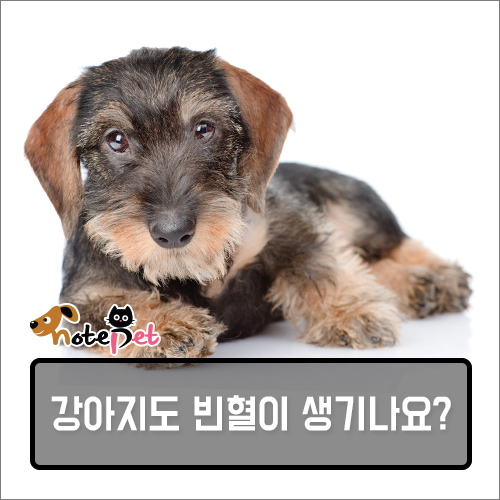 노트펫