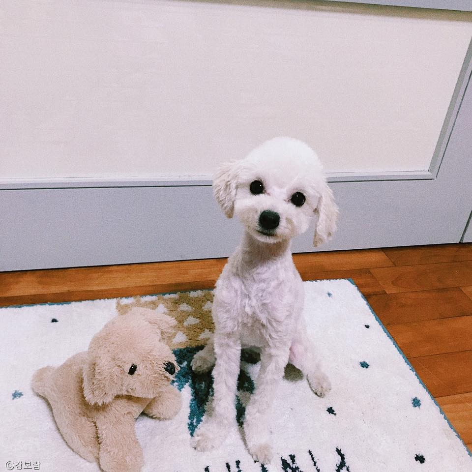 노트펫