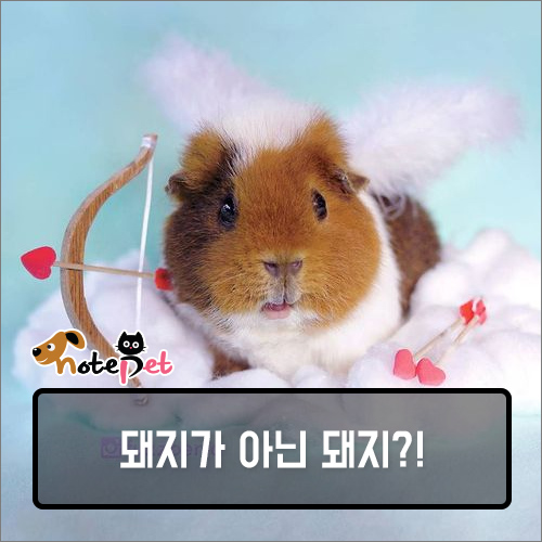노트펫
