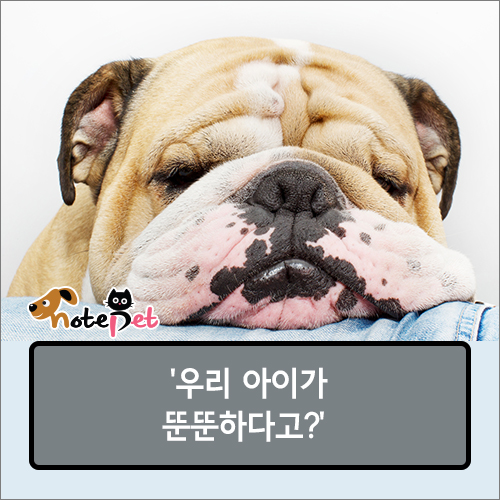 노트펫