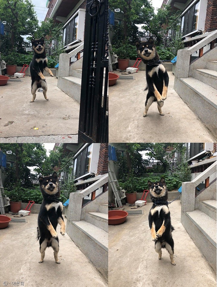 노트펫