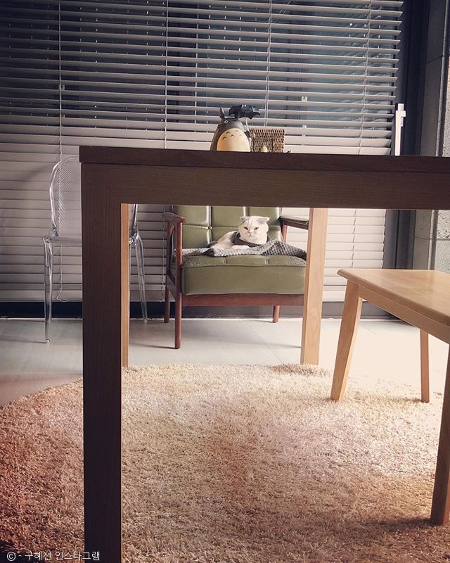 노트펫