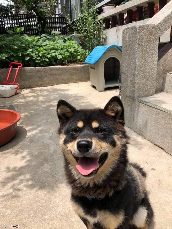 노트펫