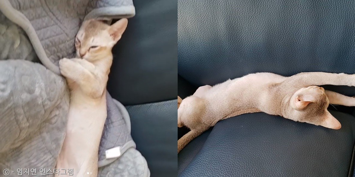 노트펫