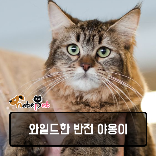 노트펫