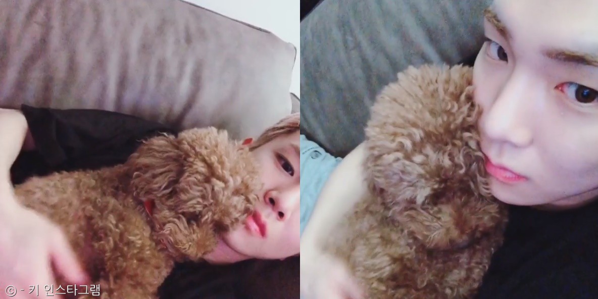 노트펫