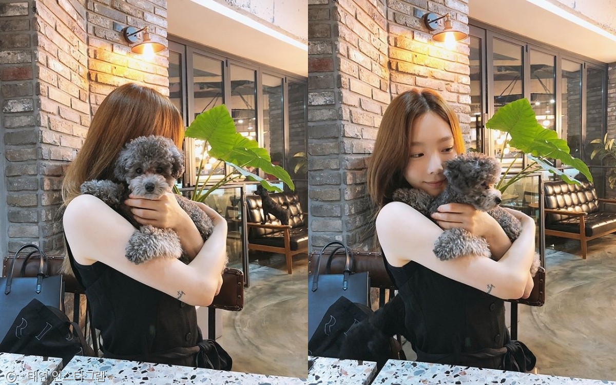 노트펫