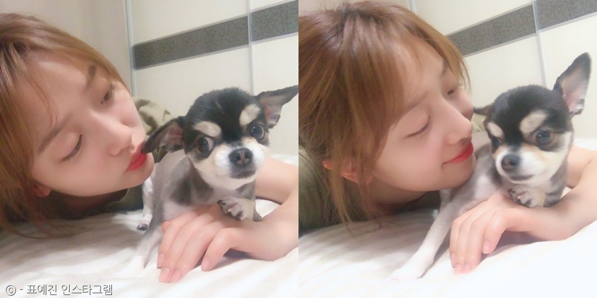 노트펫