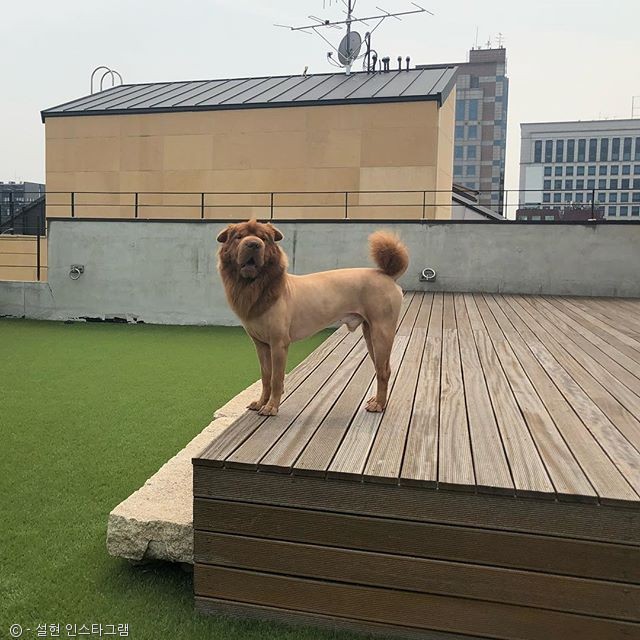 노트펫