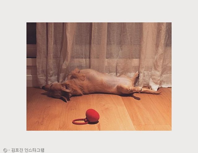 노트펫