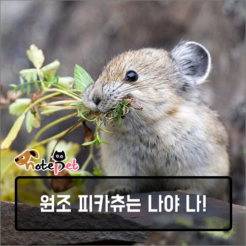 노트펫