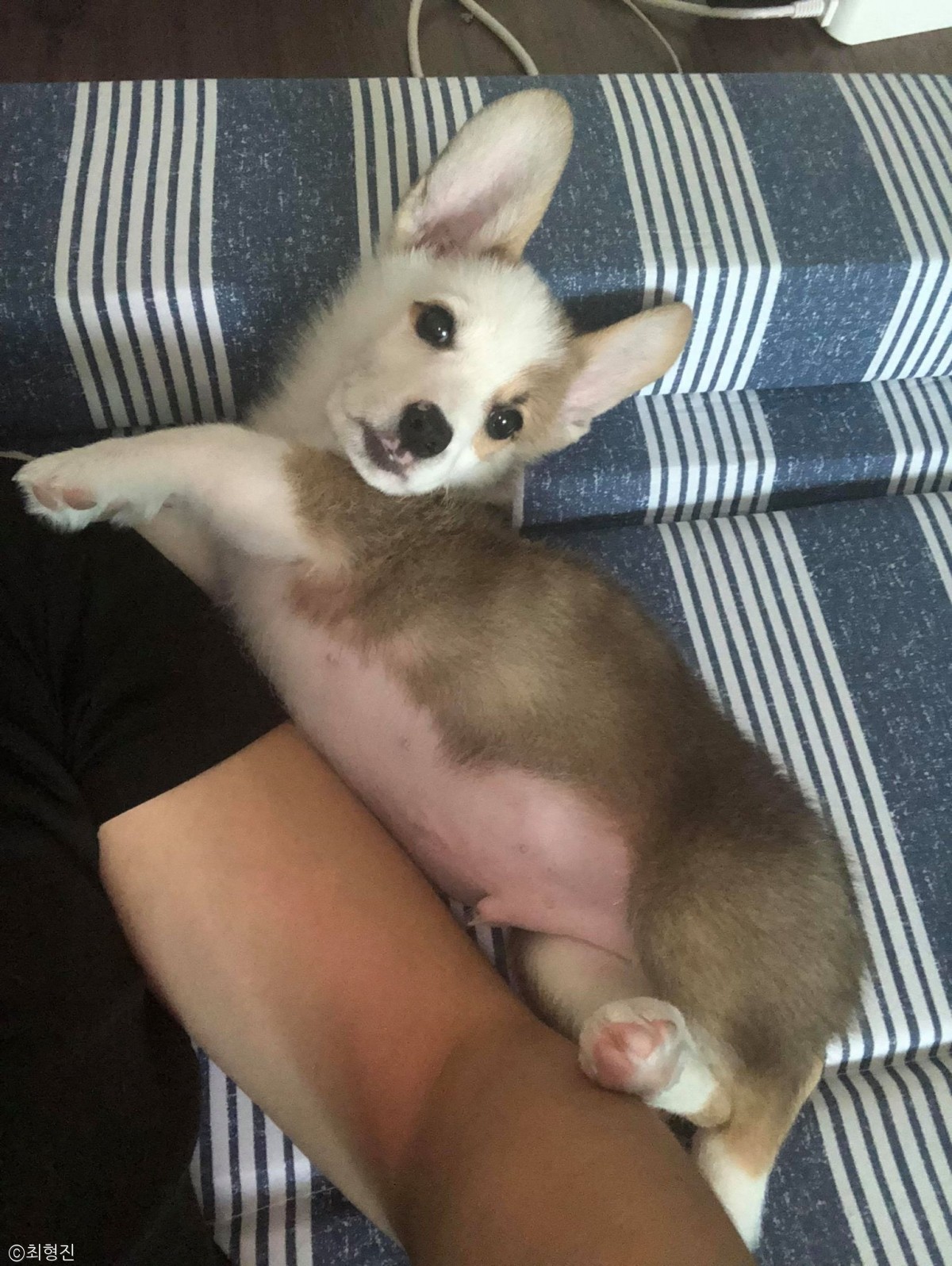 노트펫