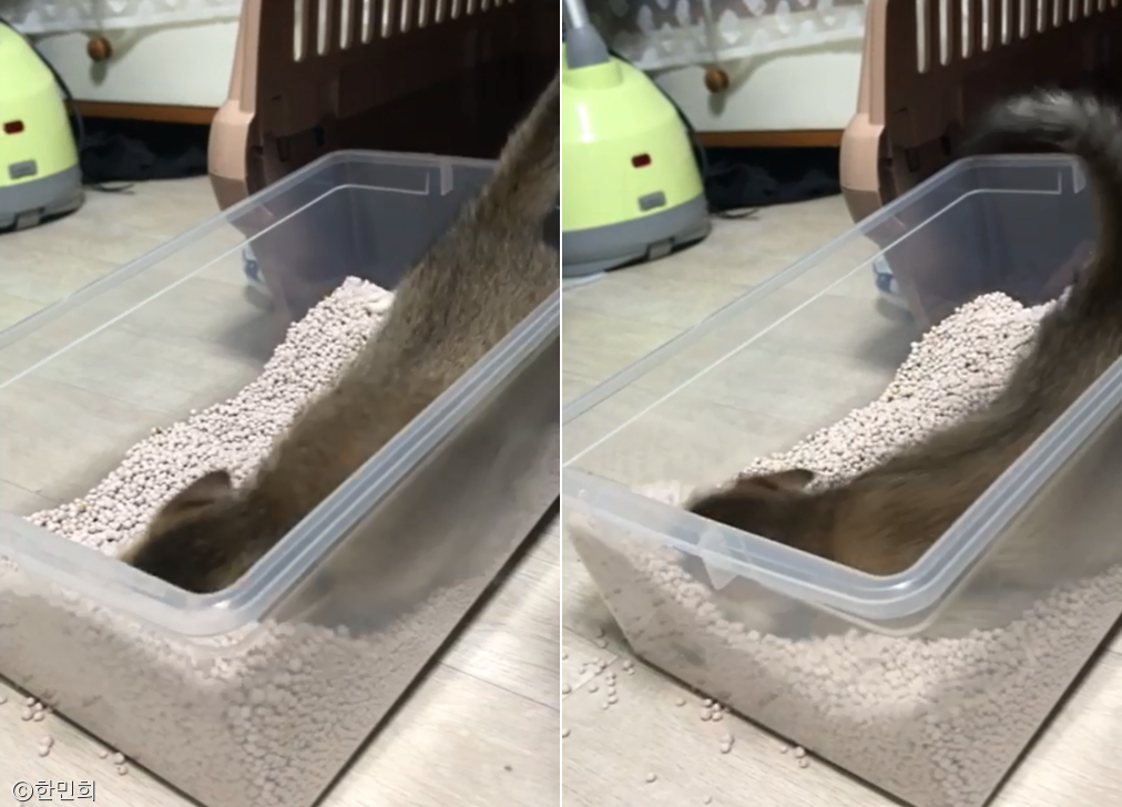 노트펫