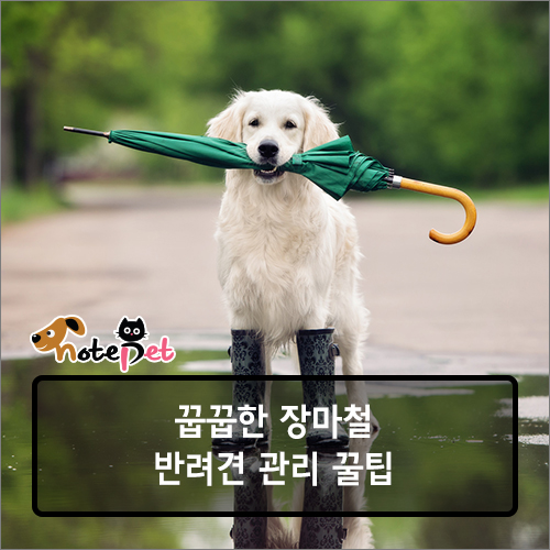 노트펫