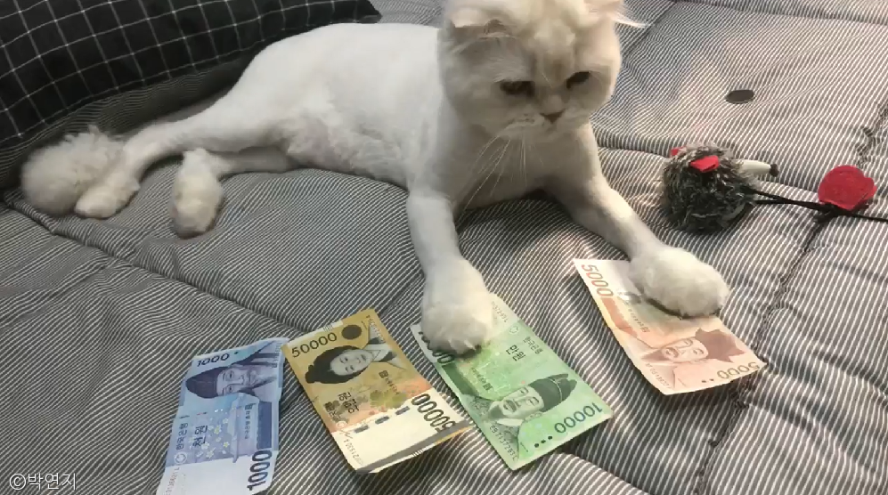 노트펫