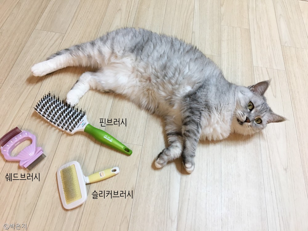 노트펫