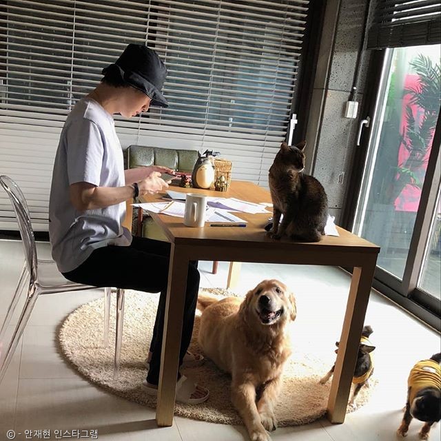 노트펫