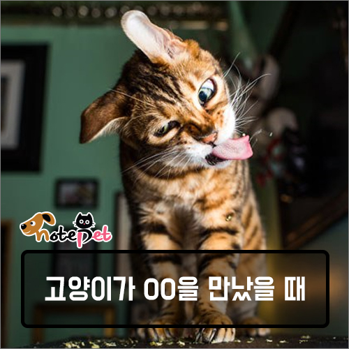 노트펫