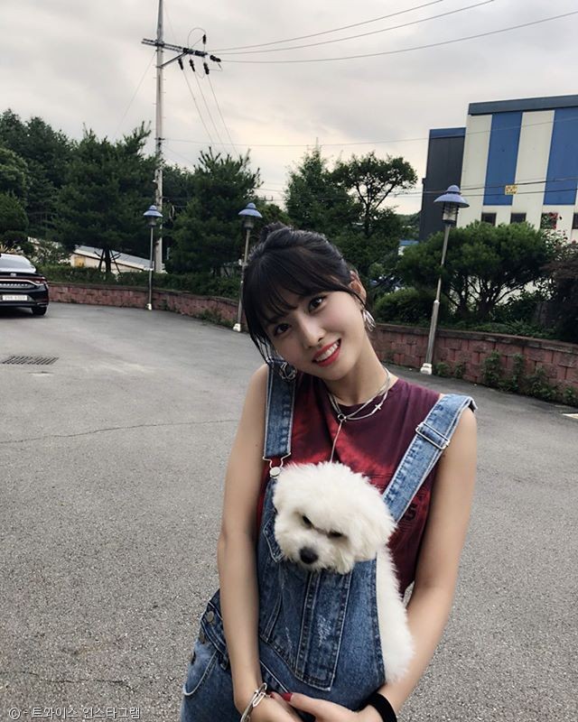 노트펫