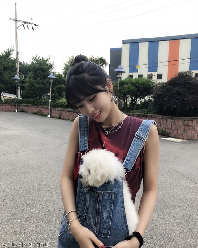 노트펫