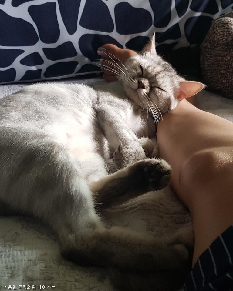 노트펫