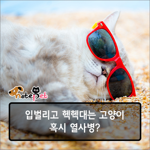노트펫