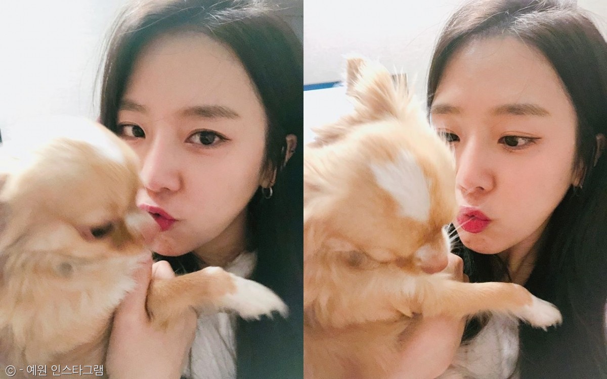 노트펫
