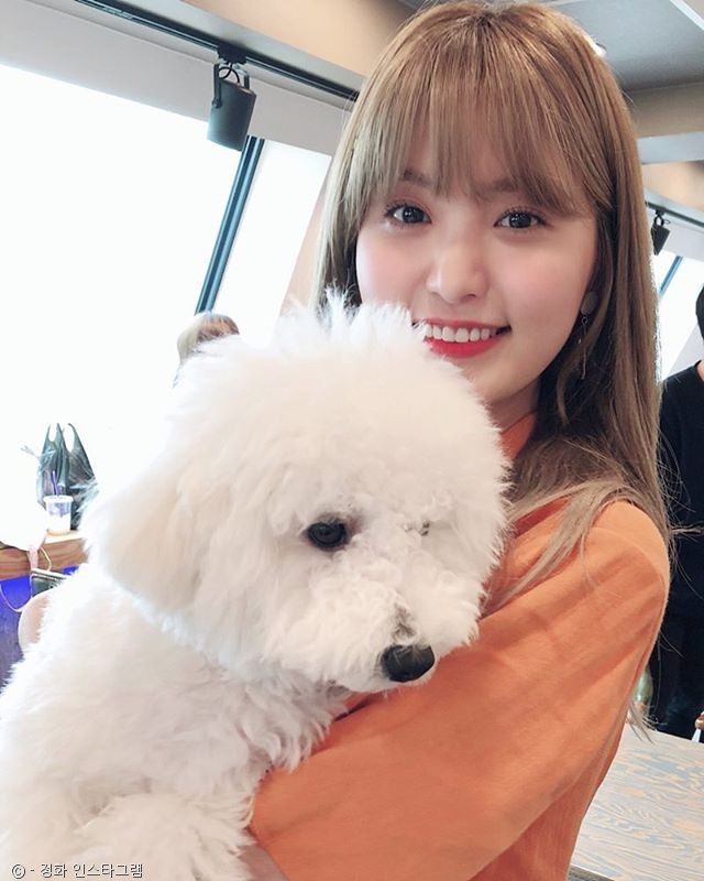 노트펫