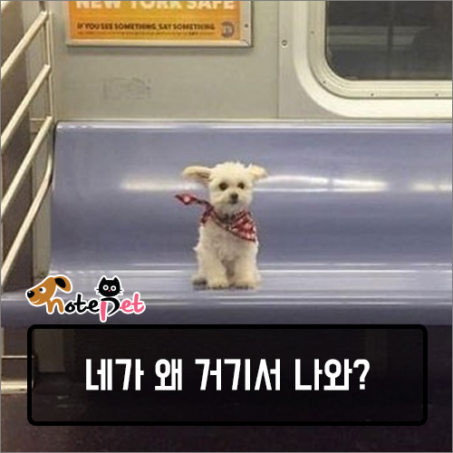 노트펫